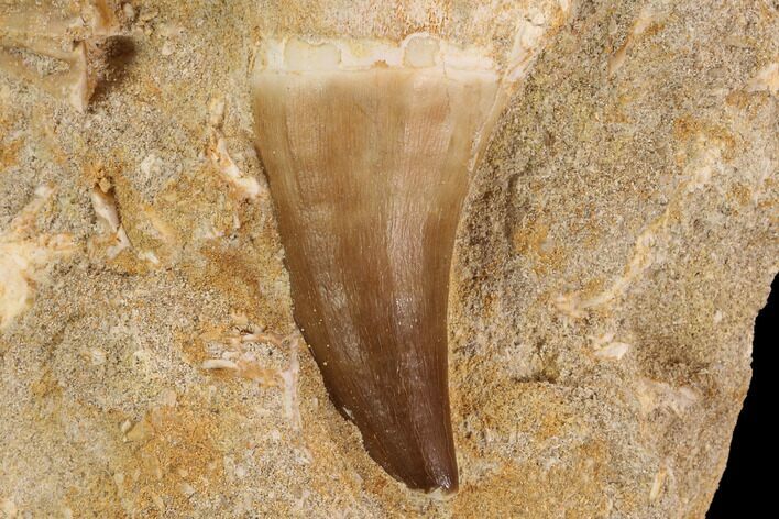 Mosasaur (Prognathodon) Tooth In Rock #91247
